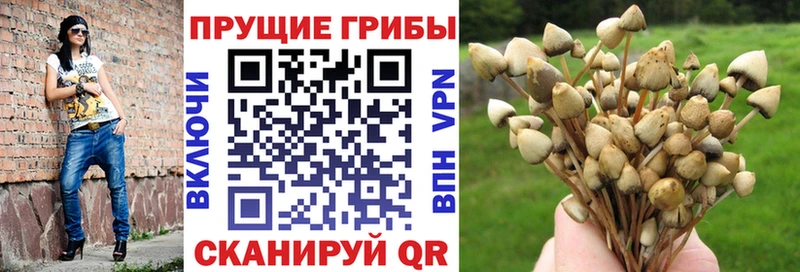 hydra tor  купить наркотики цена  Алзамай  Галлюциногенные грибы мухоморы 